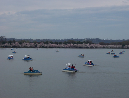 boats on the tidal basin ringed with cherry blossoms