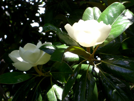 white magnolia blossoms in light and dark