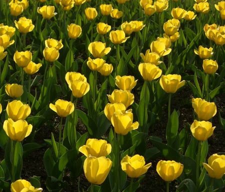 yellow tulips with shadows
