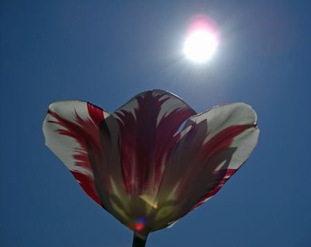 sun burns flower
