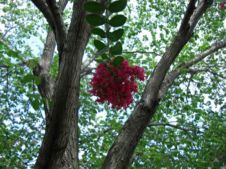 fruit