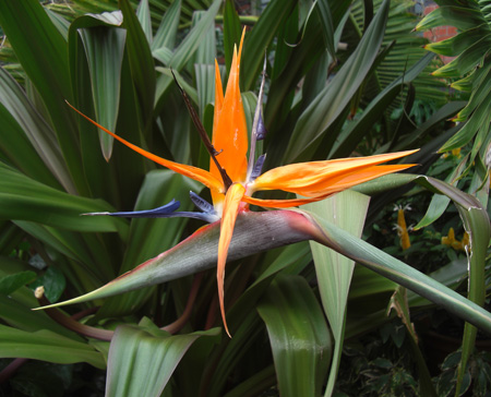 flower bursts in orange and blue