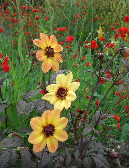 sunrise in flowers