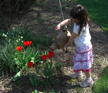little girl watering tulips