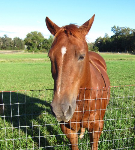 inquisitive face of a horse