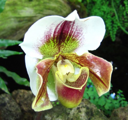 dangerous flower