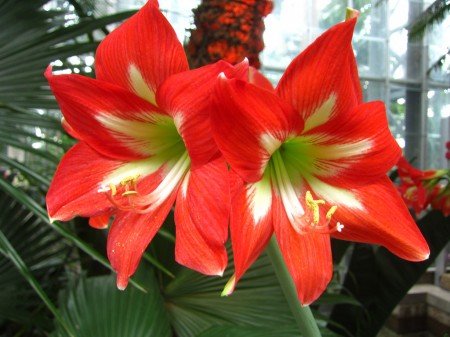 twin red flowers