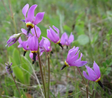 award-winning flower by mushroom scholar Elmer Galbi