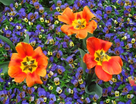 quilt of flowers