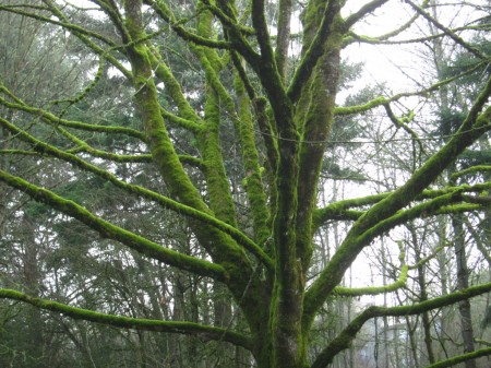 moss-covered tree branches