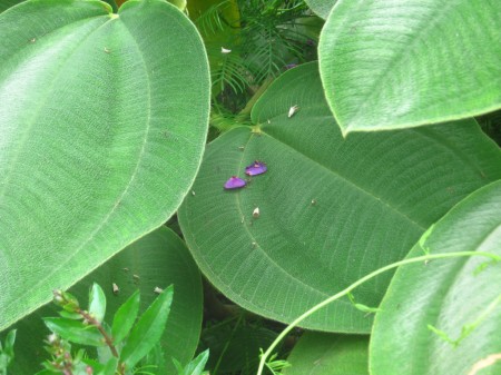 two purple petals fallen amid green leaves