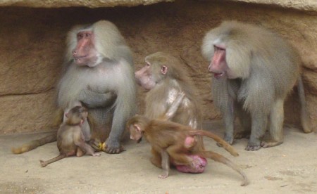baboon group with asymmetric body contact