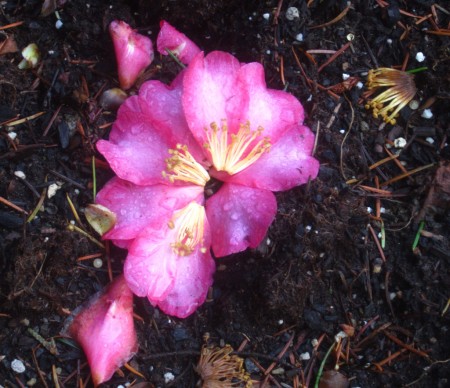 flower on black earth