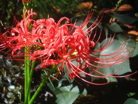 red spider flower