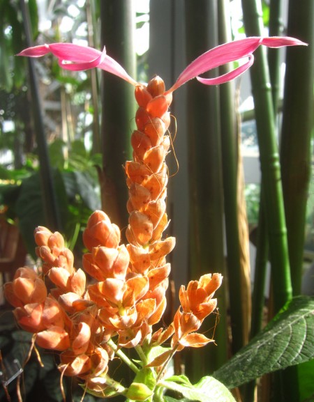 orange helocopter flower