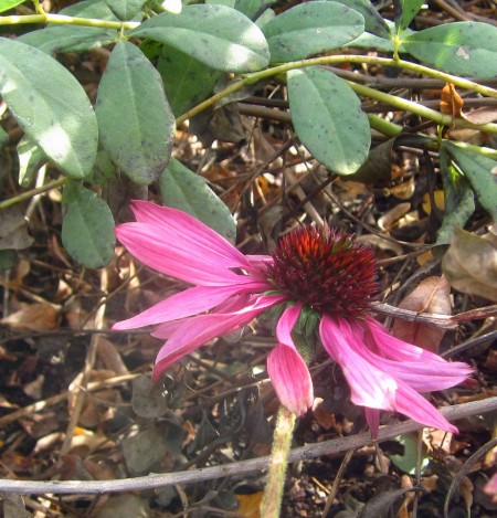 prickly purple