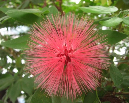 red explosion flower