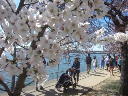 cherry-blossom-strolling