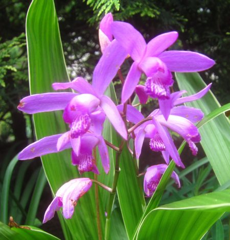 purple in green
