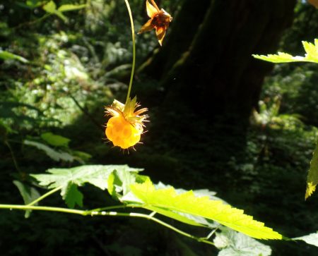 golden berry by mushroom photographer Elmer Galbi