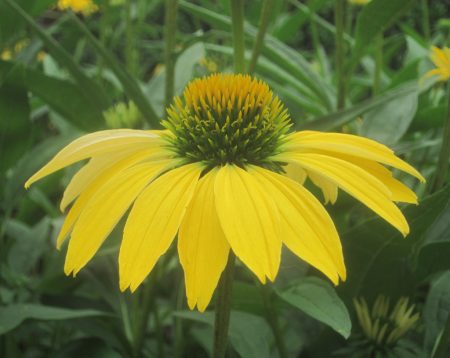 sunburst flower