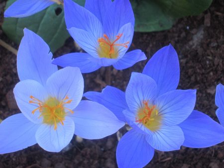 three luminous blue flowers