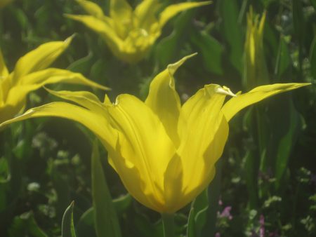 flying tulip