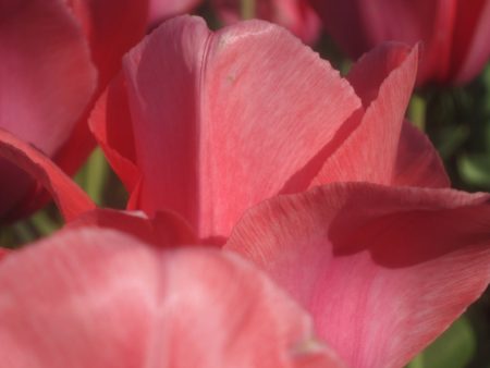 red tulip petals