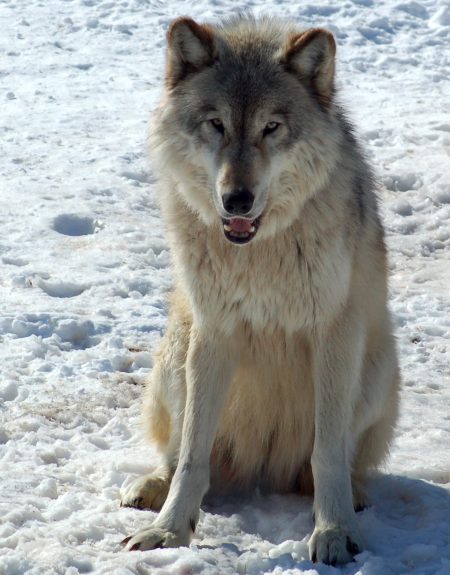 wolf sitting on ice
