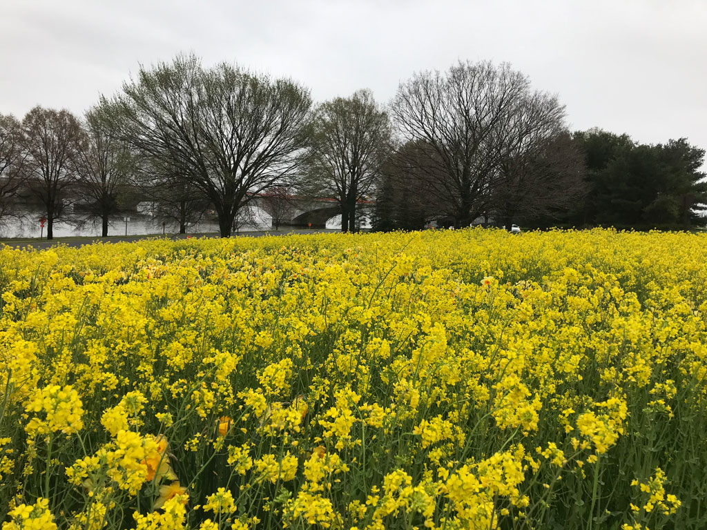 yellow flowers landscape