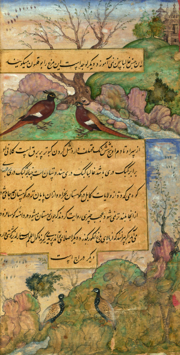 Mughal painting of Indian birds
